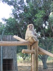 Monkeys 056