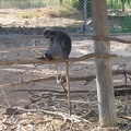 Monkeys 062