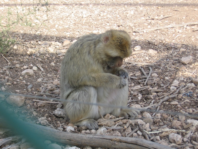 Monkeys 064