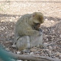 Monkeys 064
