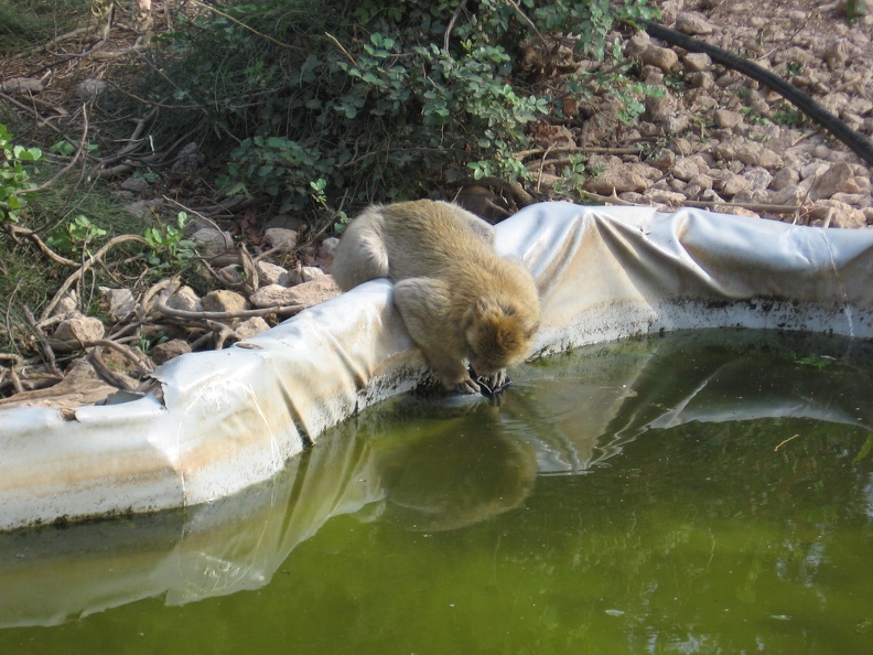 Monkeys 065