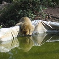 Monkeys 071