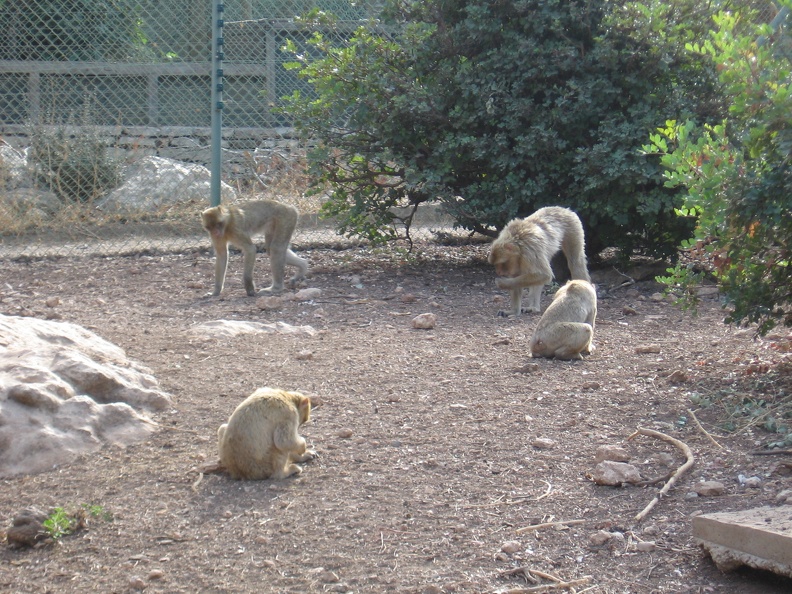 Monkeys 069