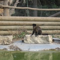 Monkeys 076