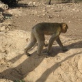 Monkeys 072