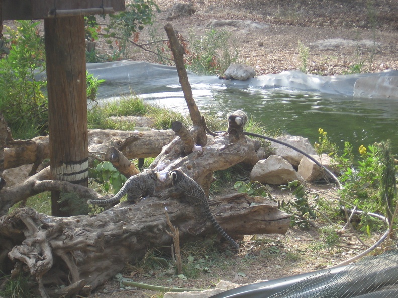 Monkeys 080