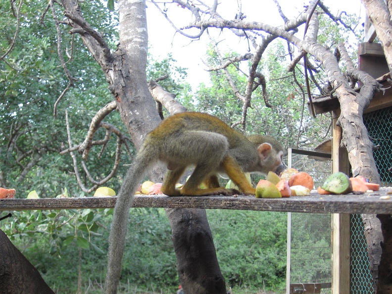 Monkeys 084