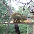 Monkeys 084