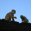 Monkeys 089.jpg