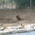 Monkeys 093