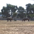 Safari 002