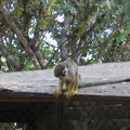 Monkeys 101