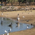 Safari 012