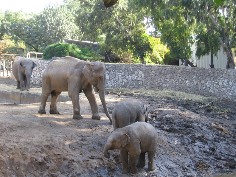 Safari 018