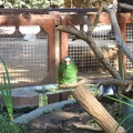 Safari 022