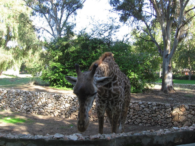 Safari 032