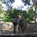 Safari 032