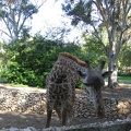 Safari 033