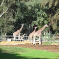 Safari 038