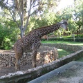 Safari 035