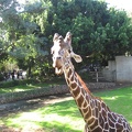 Safari 036