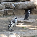 Safari 045