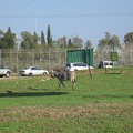 Safari 052