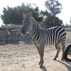 Safari Park, 15-Dec-2007
