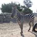 Safari 049