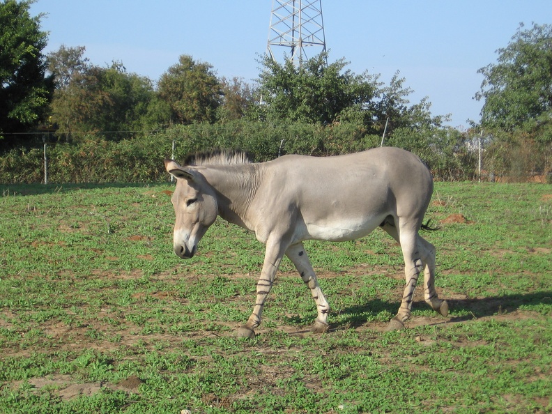 Safari 053