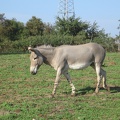 Safari 053