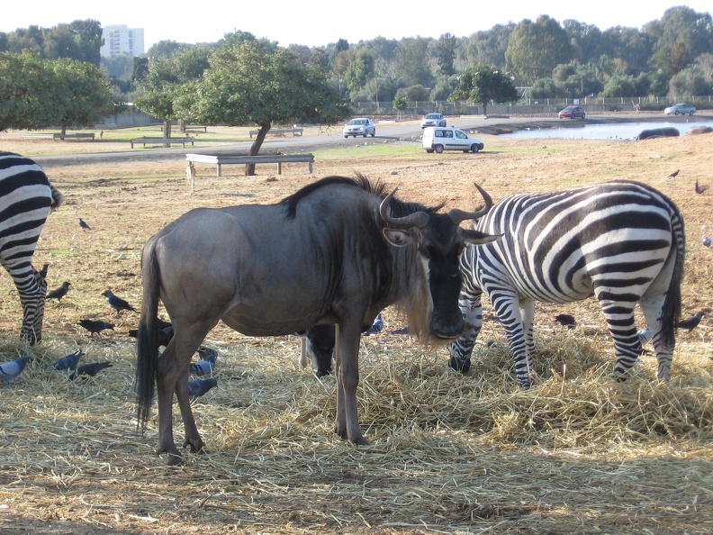 Safari 054