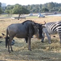 Safari 054
