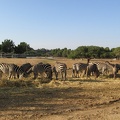 Safari 055