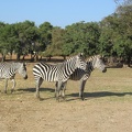 Safari 057