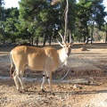 Safari 065