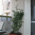 Flower Wall