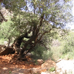 EinTamir