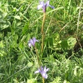 Upper Galilee 006