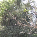 Upper Galilee 007