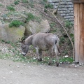 Austria 226