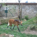 Austria 263