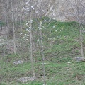 Austria 316