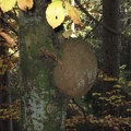 Germany 032