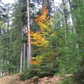 Germany 102