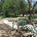 Ramat Ha-Nadiv 018