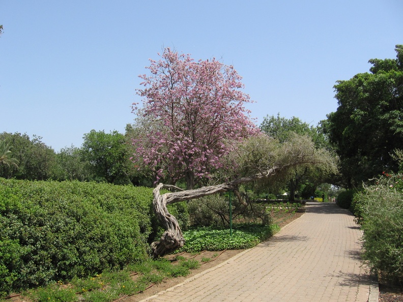 Ramat Ha-Nadiv 020