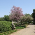 Ramat Ha-Nadiv 020