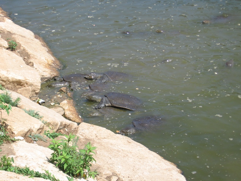 Alexander River 010