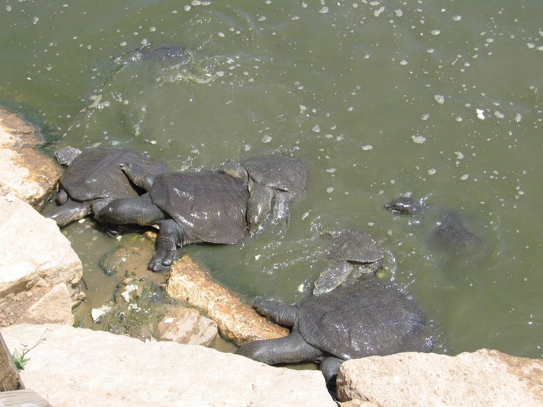 Alexander River 012